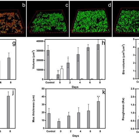Development of a new biofilm from persisters. Viable cells increase ... 