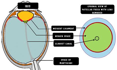 Anatomy of Lens Made Easy - INSIGHT OPHTHALMOLOGY