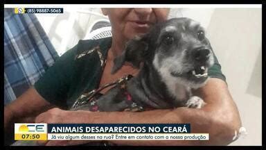 Bom Dia Ceará Donos de animais desaparecidos pedem ajuda para