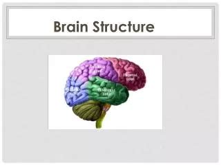 Ppt Brain Structure And Function Powerpoint Presentation Free