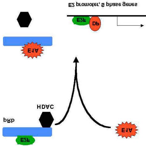 E1A Mediated Repression Of P300 CBP Dependent Transactivation