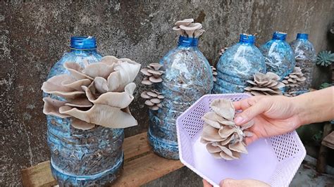 Cultivo de cogumelos em casa facilitado em garrafas plásticas