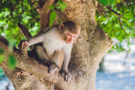 Macaque Monkey Sitting On The Tree Monkey Island Vietnam Stock Image