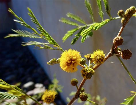 Sweet Acacia Huisache What S Blooming