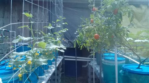 Dutch Bucket Aquaponics System Highlight Youtube