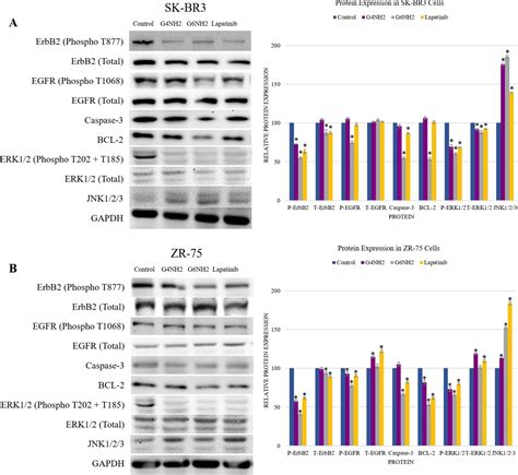 Substantial Cell Apoptosis Provoked By Naked Pamam Dendrimers In Her