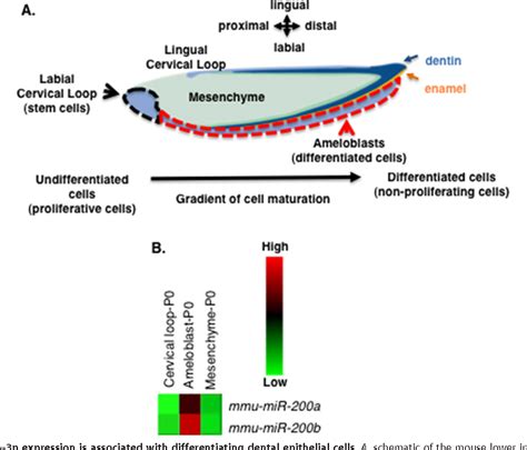 Figure From A Pituitary Homeobox Pitx Microrna A P Catenin