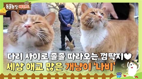 Tv 동물농장 레전드 다리 사이로 졸졸 따라오는 애교만땅 개냥이 ‘나비 😽tv동물농장 Animalfarm