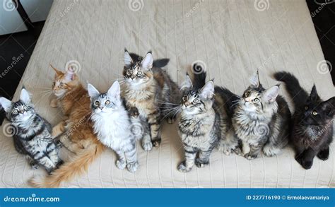 Funny Maine Coon Kittens Move Their Heads Back And Forth Stock Photo