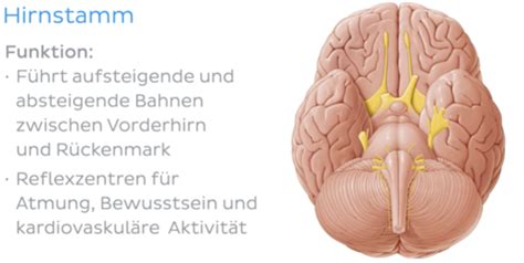 Anatomie Nervensystem Karteikarten Quizlet