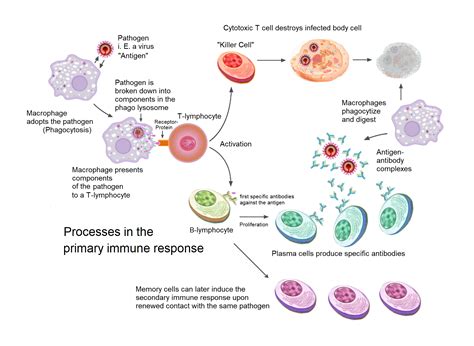 What Are Beta Glucans Meet Mother Natures Immunity Agents