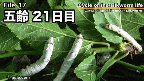 【蚕の一生】cycle Of The Silkworm Life 1733 五齢 Youtube