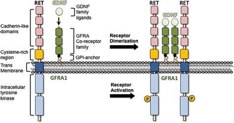 Regulation Of Gdnf Expression In Sertoli Cells In Reproduction Volume