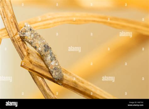 Northern Caddisfly Larvae Limnephilidae Stock Photo Alamy