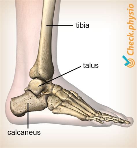 Posterior Ankle Impingement Physio Check