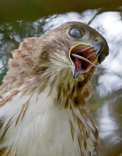 Hawkwatch at the Franklin Institute: Castings - a more palatable body ...