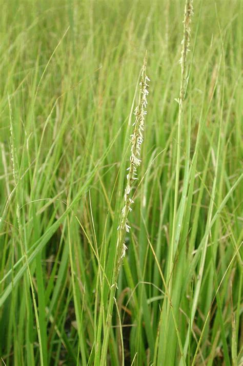 What Is Cordgrass Smooth Cordgrass Care And Information Gardening