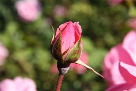 Datei Milrose Rosengarten Lidice Rose Biblio