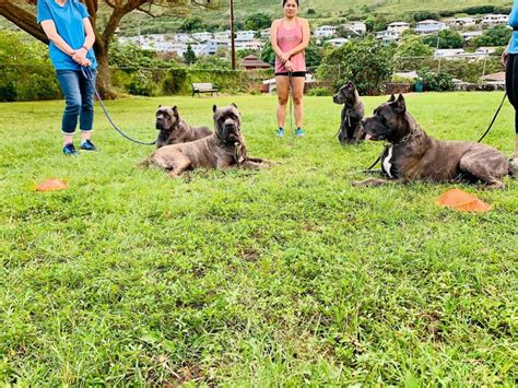 Finding The Right Cane Corso Trainer - Cane Corso Center