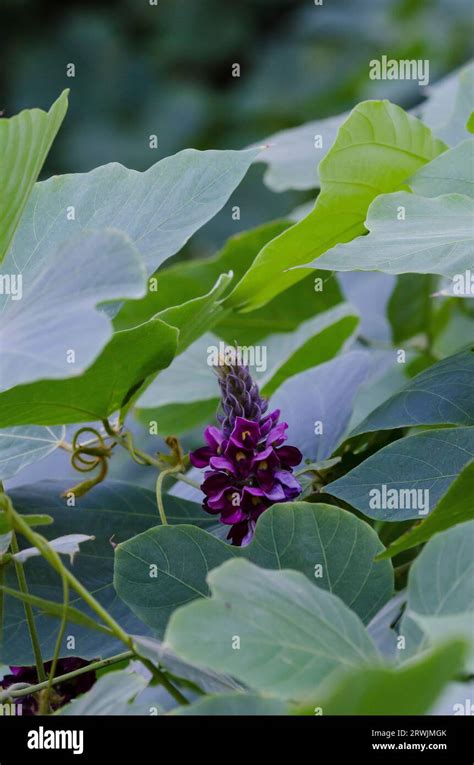 Kudzu Vine Hi Res Stock Photography And Images Alamy