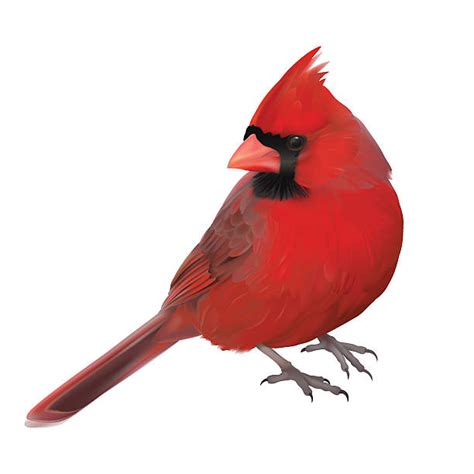 Cardinal Bird Vector at Vectorified.com | Collection of Cardinal Bird ...