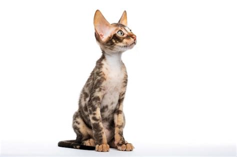 Premium Ai Image Cornish Rex Kitten Serene Side View