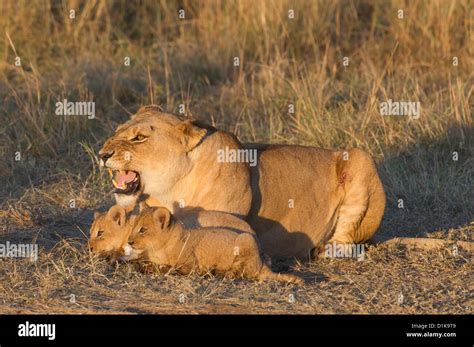 Lioness and cubs Stock Photo - Alamy