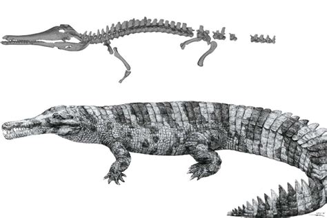 A 6-metre-long crocodile relative lived in China during the Bronze Age ...