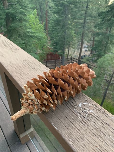 Large Sugar Pine Cones | Etsy