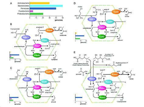 Metabolic Pathways Chart Ponasa