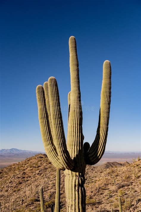 Saguaro Cactus Stands Wth Arms Raised Toward the Blue Sky Stock Photo ...