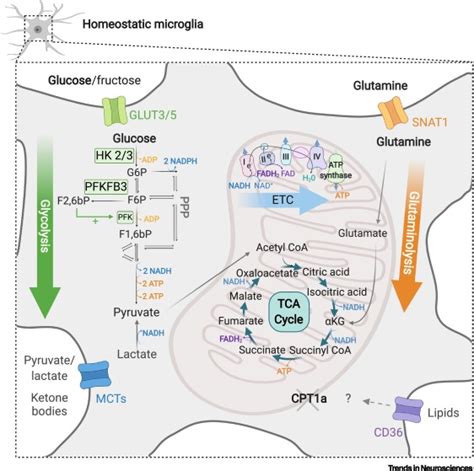 Immunometabolism In The Brain How Metabolism Shapes Microglial