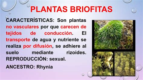 Reino Vegetal O PlantaecaracterÍsticas Y ClasificaciÓn Lic Javier Cucaita Ppt