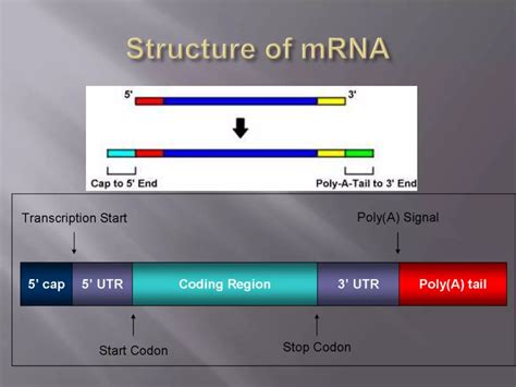 structure  rnapptx