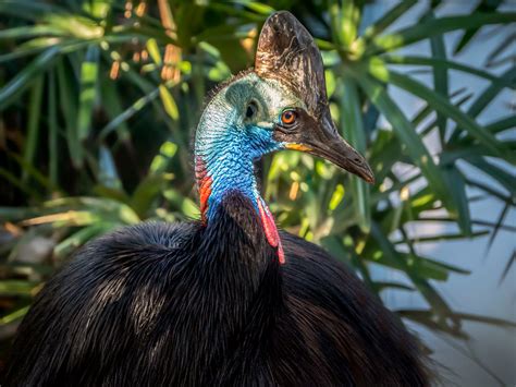 Australian Cassowary Male Southern Cassowary Casuarius Ca Flickr