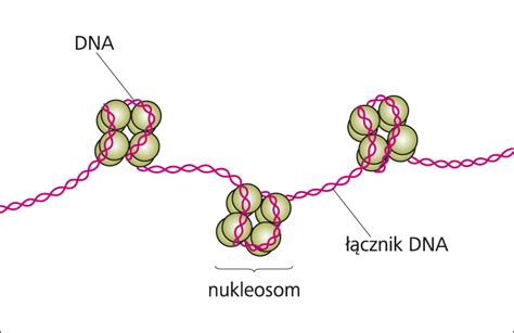 I Genetyka No Nik Informacji Genetycznej Dna Klasa Viii