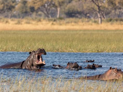 Les Hippopotames Peuvent Reconna Tre La Voix De Leurs Cong N Res