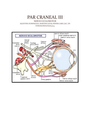 Sistema respiratorio resumen Anatomía y fisiología humana SISTEMA