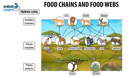 A Labelled Food Chain Diagram with Detailed Explanations