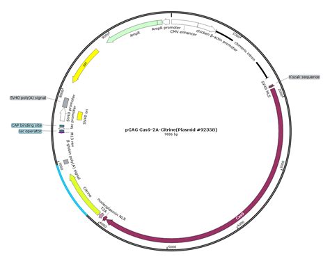 pCAG Cas9 2A Citrine Plasmid 92358 真核编辑质粒 CRISPR基因编辑 产品展示 上海