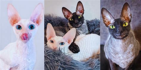 Meet Pixel And Sophie A Goofy Pair Of Cornish Rex Kitty Cats