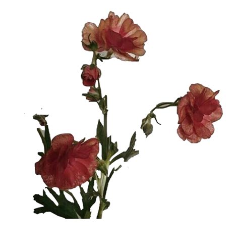 Aesthetic Flower PNG Transparent Images