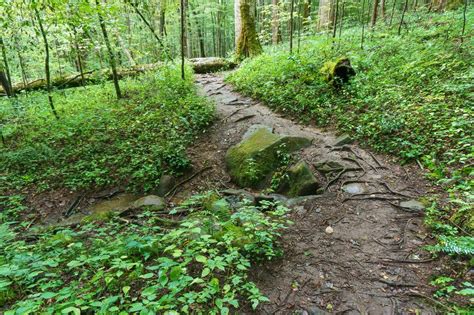 Photo Gallery Joyce Kilmer Memorial Trail