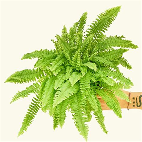 Boston Fern Care Indoors 13 Easy Tips For Beginners