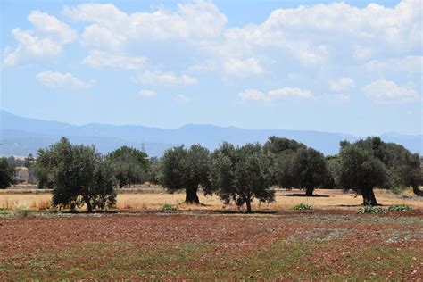 Olive Cultivation Astromeritis