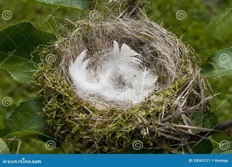 Bird S Nest A Synonym For A Cozy House Apartment Stock Image Image