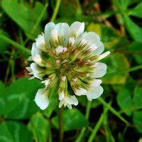 White Clover Trifolium Repens Seeds