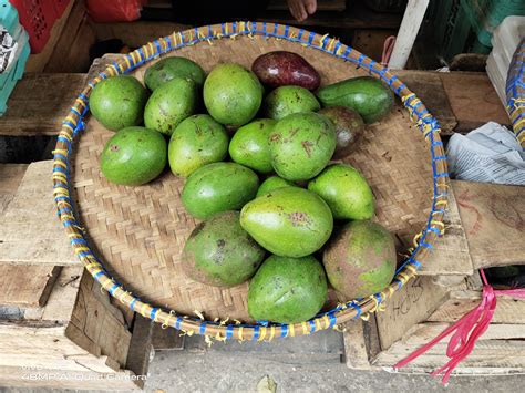 Indonesian Avocados Information Recipes And Facts