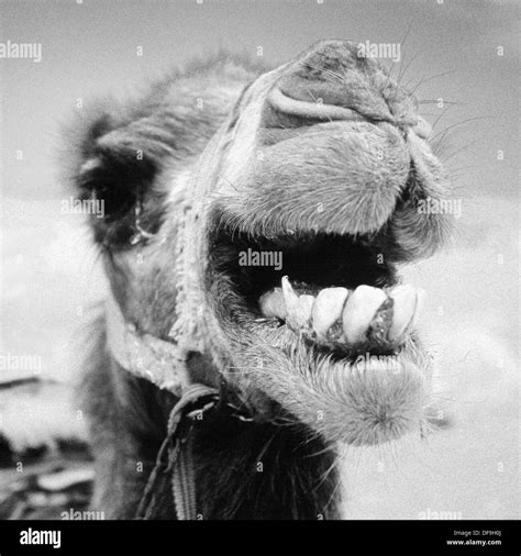 Camel desert black white hi-res stock photography and images - Alamy