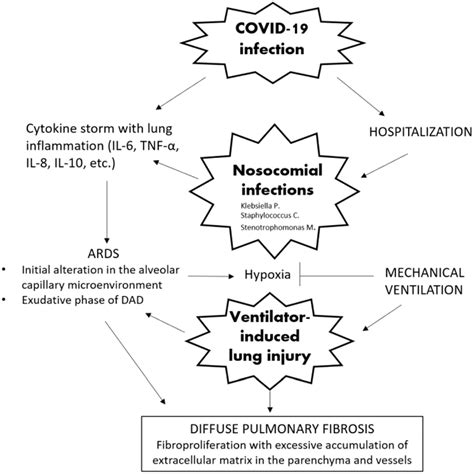 Pathophysiological Mechanisms For The Genesis Of Pulmonary Fibrosis In